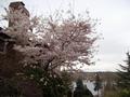 mom and dad's cherry and rhododendron.jpg